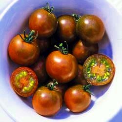 Brown Berry Tomato Plant - First True Brown Cherry