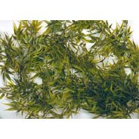 Bamboo - Giant - 36 in. - Buy Bamboo - Giant - 36 in. - Purchase Bamboo - Giant - 36 in. (AQUARIUM SYSTEMS, Home & Garden, Categories, Pet Supplies, Fish & Aquatic Pets, Aquarium Accessories, Decor, Plastic Plants)