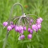 Nodding Onion (Allium cernuum) - Jumbo Wildflower Seed Packet