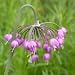 Nodding Onion (Allium cernuum) - Jumbo Wildflower Seed Packet