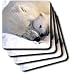 Wild animals - Polar Bear and Cub - Coasters