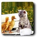 Cats - Kitten and Duck - Mouse Pads