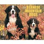 Just Bernese Mountain Dogs 2009 Wall Calendar