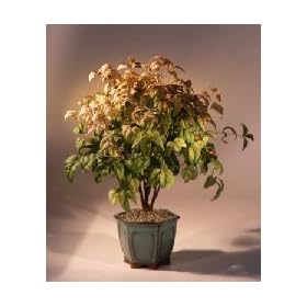 Bonsai Boy's Flowering Heavenly Bamboo Bonsai Tree (nandina 'firepower')