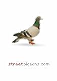 Street pigeons