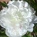 Peony 