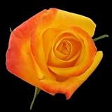 25 Long Stem (24 inch) Yellow Fresh Roses. ONLY BY SPRING IN THE AIR.