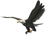 Bald Eagle - 24