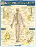 Nervous System (Quickstudy: Academic)