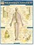 Nervous System (Quickstudy: Academic)