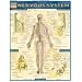 Nervous System (Quickstudy: Academic)
