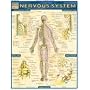 Nervous System Laminated Reference Guide (Quickstudy: Academic)