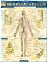 Nervous System Laminate Reference Chart (Quickstudy: Academic)