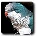 Birds - Blue Quaker - Mouse Pads