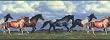 Horses Running Free Wallpaper Border