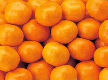 【最後です･･今期終売間近です】倉橋島産 広島みかん 5kg【加登さんのみかん】