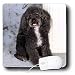 Dogs Poodle - Black and white Toy Poodle - Mouse Pads