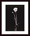 Viola, Framed Art Print by Pike