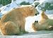 HAPPY DAY, POLAR BEAR,PUZZLE