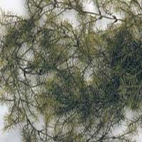 Buy Asparagus Fern – Giant – 36 in.