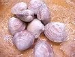 Fresh Littleneck Clams