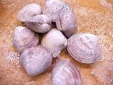 Fresh Littleneck Clams
