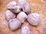 Fresh Littleneck Clams
