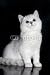 Wallmonkeys Peel and Stick Wall Decals - Britich Shorthair Shaded Chinchilla Cat - Removable Graphic