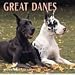Dog Breeds Great Danes Calendar