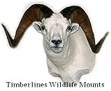 Animal Mounts Dall Sheep