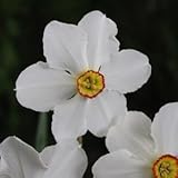 スイセン球根　口紅咲　アクティア　３球入