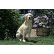 Yellow Lab Floor Mat- 27 width x 18 length
