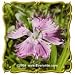 Cottage Pinks (Dianthus plumarius) Jumbo Wildflower Seed Packet (1000)