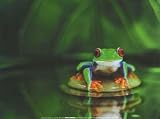 Zen Frog Art Poster Print by Davie Trood, 16x12