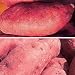 Sweet Potato Double Dozen Image