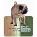 Pug Dog Die-Cut Wit & Wisdom Magnet