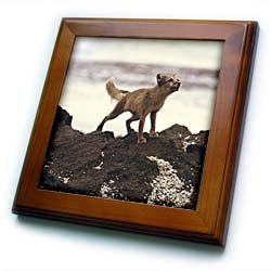 Young Artic Wolf - 8x8 Framed Tile