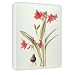 Hippeastrum 'Pamela', 1999 (w/c on paper) .. - Canvas - Medium - 30x45cm
