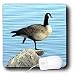 Cassie Peters Photography - Canada Goose Photographed by Angelandspot - Mouse Pads