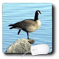 Cassie Peters Photography - Canada Goose Photographed by Angelandspot - Mouse Pads