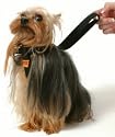 RAC Car Harness Small