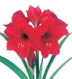  : Amaryllis Kit