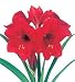 Outdoor Living : Amaryllis Kit