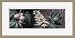 Closeup Of Flowers Foliage Bark And Nuts Of Buckeye Tree Framed Giclee Print