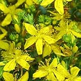 Organic St. John's Wort - 100 Seeds - Medicinal