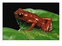 Close View of a Strawberry Poison Dart Frog, Frogs & Toads Photographic Poster Print by George Grall, 24x18