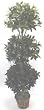 66" Triple Sweet Bay Topiary