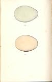 2 H/C Meyer Bird EGGS 1842 GOOSSANDER, RED BREAST MERGA