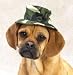 Dog Hat - Casual Canine Camo Bucket Hat - Green - Large