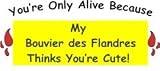 You're Only Alive Because My Bouvier des Flandres Thinks You're Cute! Short Sleeve T-Shirt (Various Shirt Color Choices)